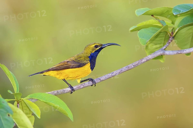 Olive-backed Sunbird (Cinnyris jugularis) male, Queensland, Australia