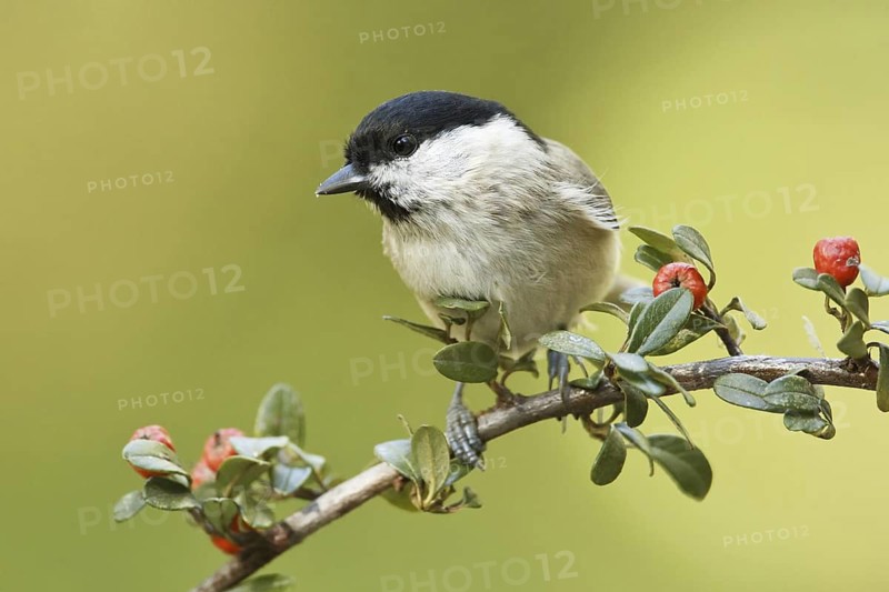 Marsh Tit (Poecile palustris), Germany