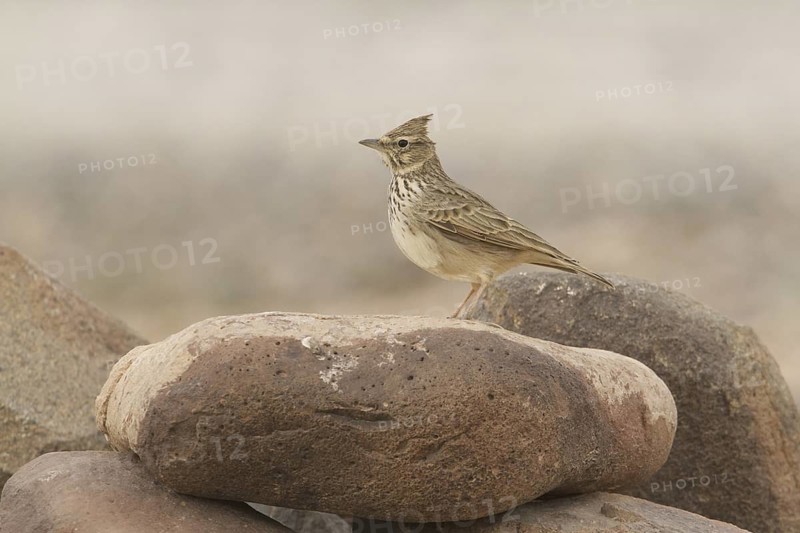 Thekla Lark (Galerida theklae), Morocco