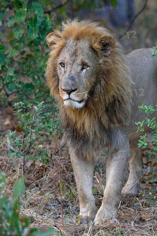 Lion (Panthera leo), male standing in bushes, Khwai region, North-West District, Okavango Delta, Botswana