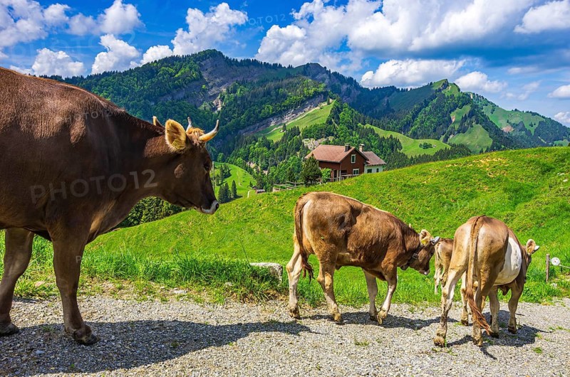 Cows with properly attached ear tags walk down a dirt road on an alpine pasture in the Swiss Alps near Urnäsch and Schwägalp, Canton of Appenzell Ausserrhoden, Switzerland. Swiss Brown Cattle with Properly Attached Ear Tags Walk Down a Dirt Road on an Alpine Pasture in the Swiss Alps near Urnäsch and Schwägalp, Canton of Appenzell Ausserrhoden, Switzerland