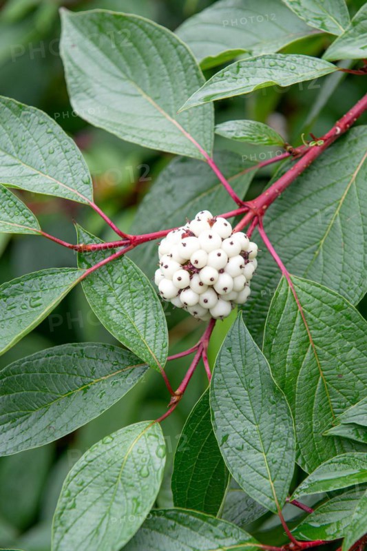 Tartarian dogwood (Cornus alba 'Sibirica'), Saxon State Office for the Environment, Germany