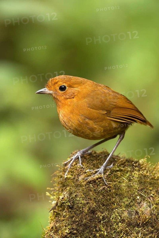 Rufous Antpitta (Grallaria rufula), Tapichalaca Reserve, Ecuador