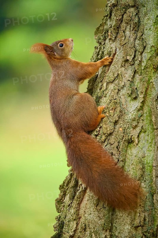 Eurasian squirrel (Sciurus vulgaris), climbing up a tree trunk in a green, natural environment, Baden-Württemberg, Germany