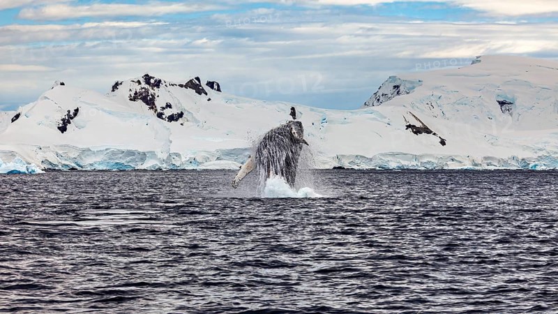 Whale jumping powerfully out of the sea in front of an icy landscape, humpback whale (Megaptera novaeangliae) observation in the Southern Ocean in Antarctica