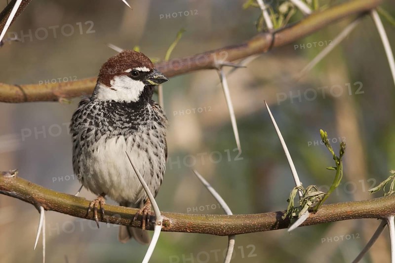 Spanish Sparrow - Weidensperling - Passer hispaniolensis ssp. transcaspicus, male, Turkey