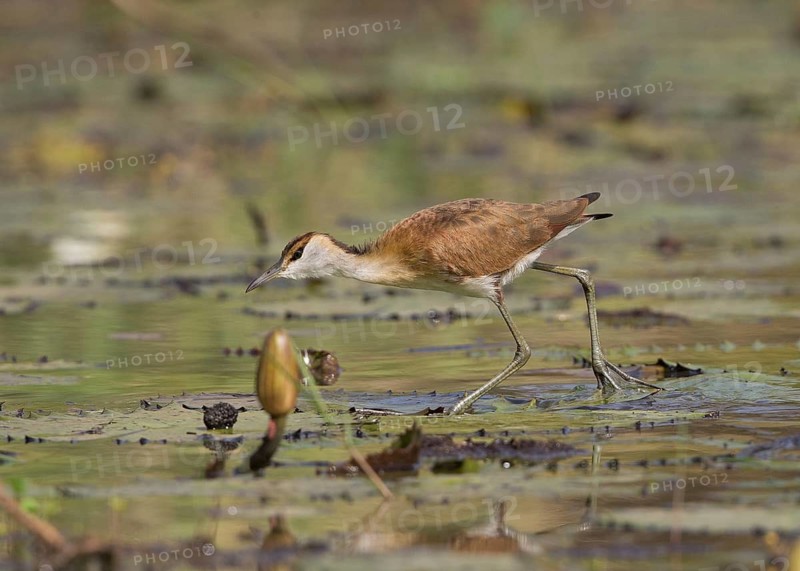 African Jacana (Actophilornis africanus) foraging, Gambia