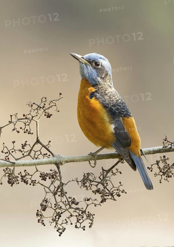 Blue-capped Rock Thrush (Monticola cinclorhyncha) male perched on a branch, Darjeeling, India