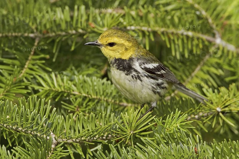 Black-throated Green Warbler (Setophaga virens) male, Ontario, Canada