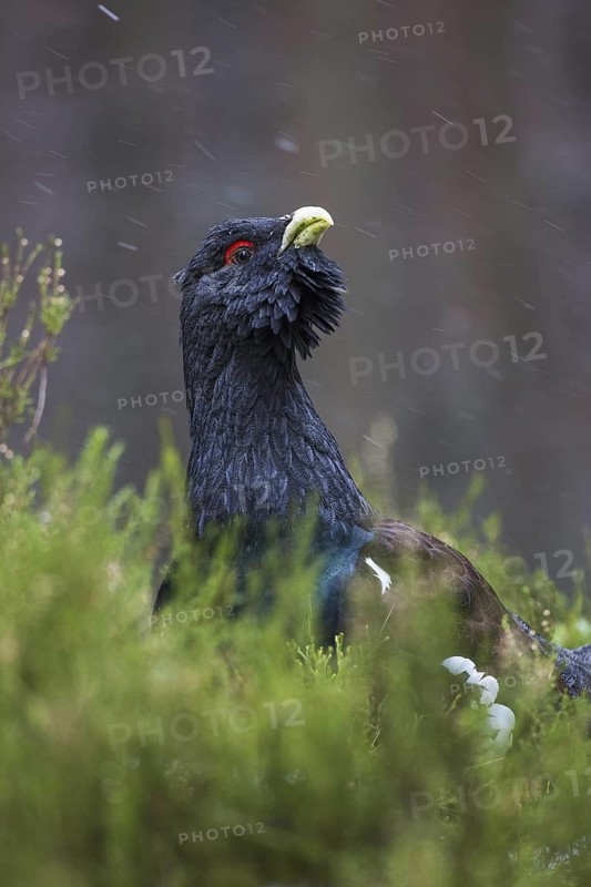 Western Capercaillie (Tetrao urogallus) male, Scotland, United Kingdom