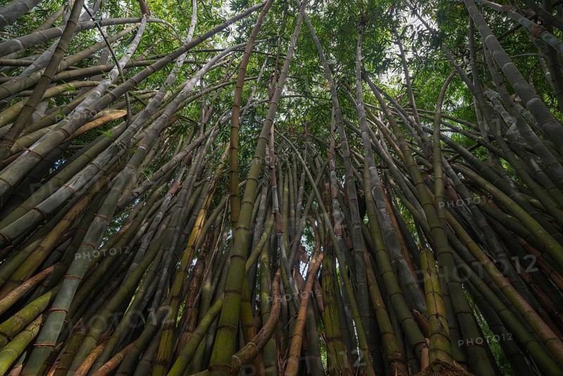 A mesmerizing view of a dense bamboo grove, towering upwards, shot from below in Sri Lanka. Green leaves and tall stalks create an enchanting forest atmosphere