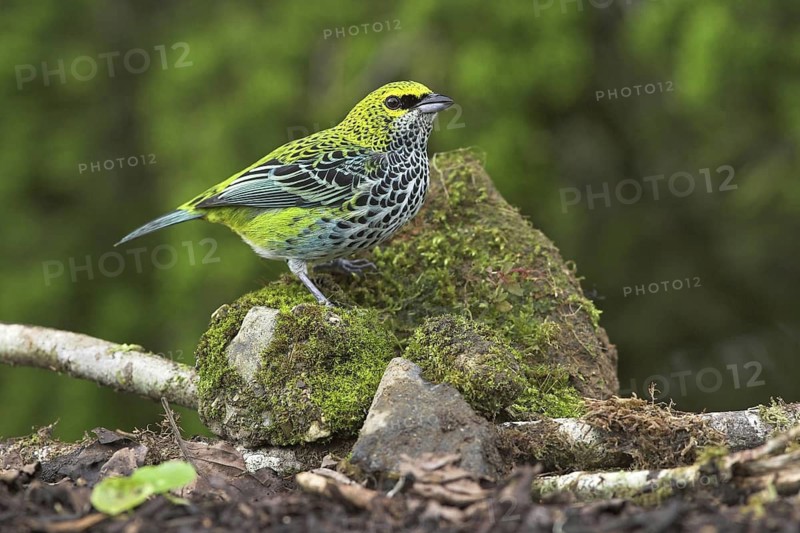 Speckled Tanager (Tangara guttata), Costa Rica