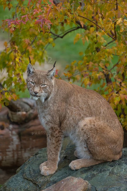 One Eurasian lynx, (Lynx lynx), sitting on a wet rock with a autumnal colored bush in the background