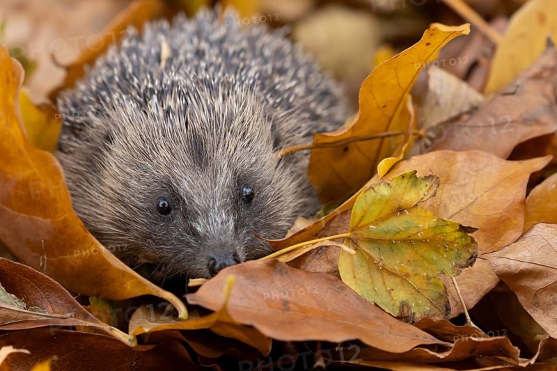 European hedgehog (Erinaceus europaeus) adult animal amongst fallen autumn leaves, England, United Kingdom