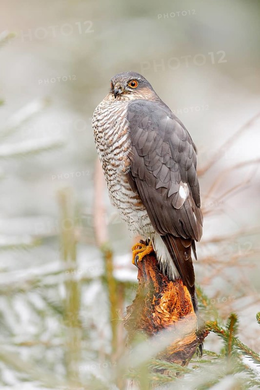 Eurasian sparrowhawk, Accipiter nisus, sitting on the snow in the forest with caught little songbird. Wildlife animal scene from nature. Bird in the winter forest habitat