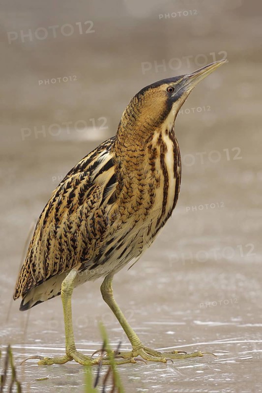 Eurasian Bittern (Botaurus stellaris), Utrecht, Netherlands