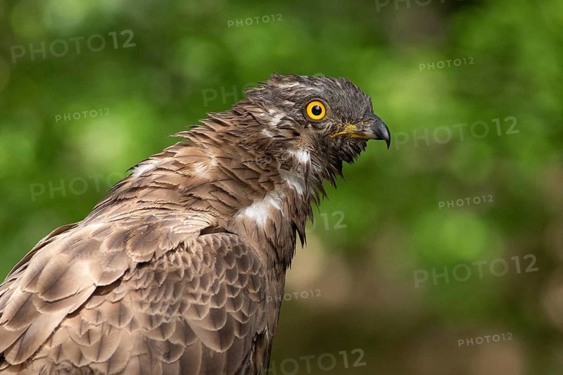 European Honey Buzzard (Pernis apivorus), Subotica, Serbia
