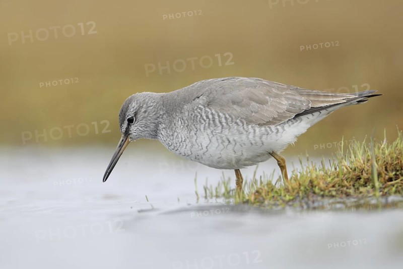 Grey-tailed Tattler (Tringa brevipes), Alaska, USA