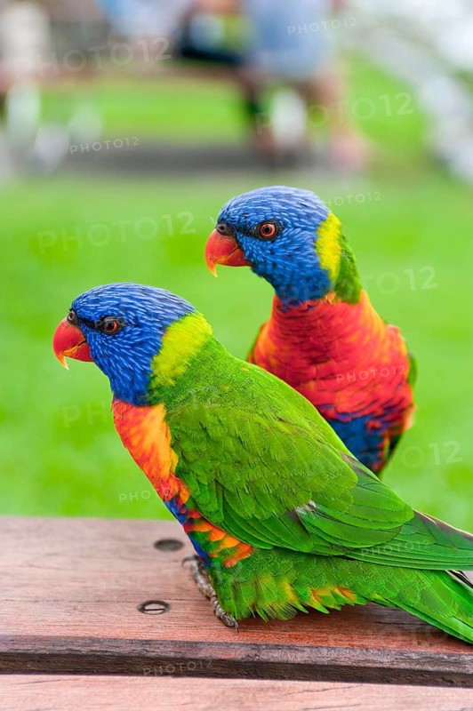 Rainbow Lorikeet (Trichoglossus moluccanus), Rainbow Lorikeet parrot, bird, tropical, fauna, colourful, Whitsunday Islands, Hamilton Island, Queensland, Australia