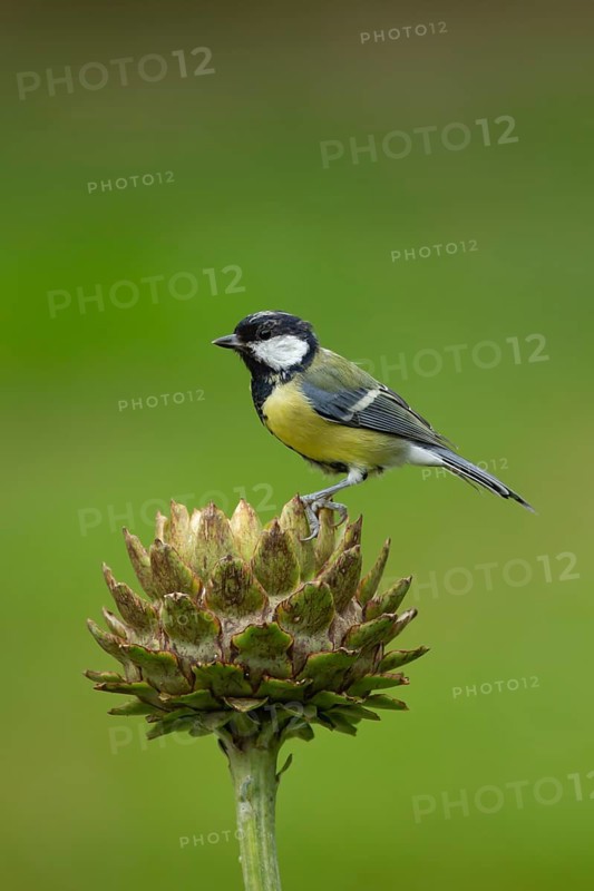 Great tit (Parus major) adult bird on a garden Artichoke thistle flower head in the summer, England, United Kingdom