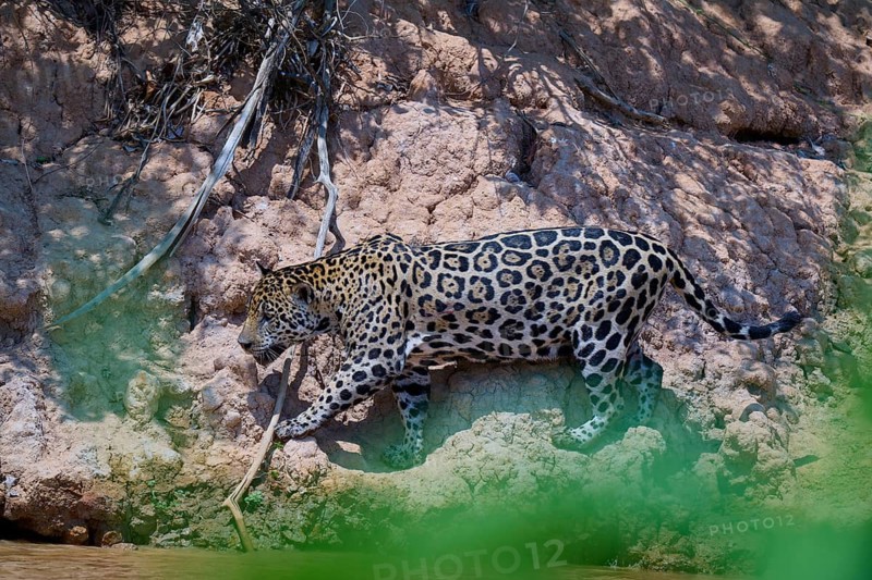 A jaguar moves cautiously along a rocky hill with native vegetation, Jaguar (Panthera onca), Pantanal, Mato Grosso, Brazil