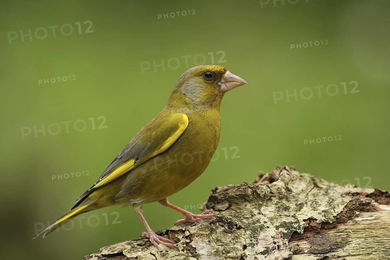 European Greenfinch (Chloris chloris), Lower Saxony, Germany