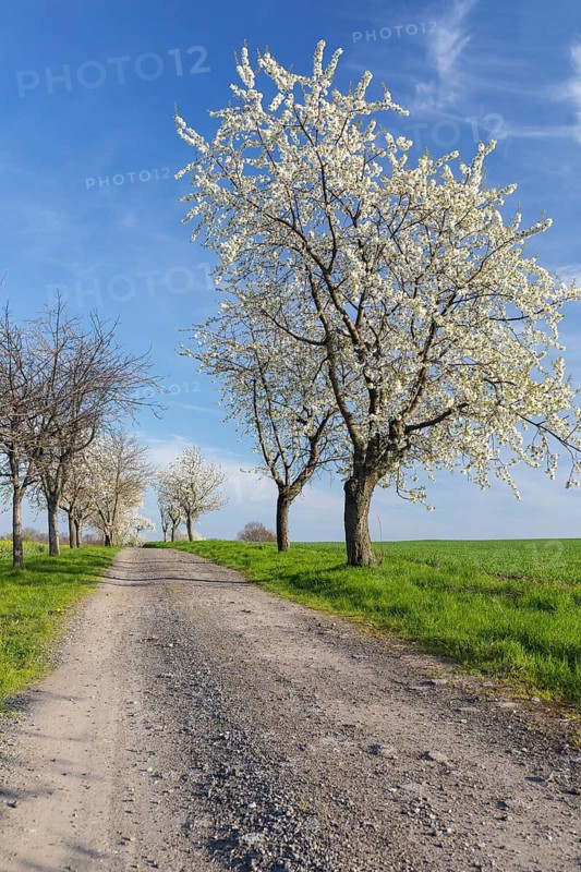 Cherry tree avenue (Prunus) in bloom, Klipphausen, Saxony, Germany