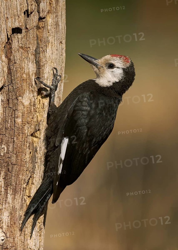White-headed Woodpecker (Picoides albolarvatus), Lake County Oregon