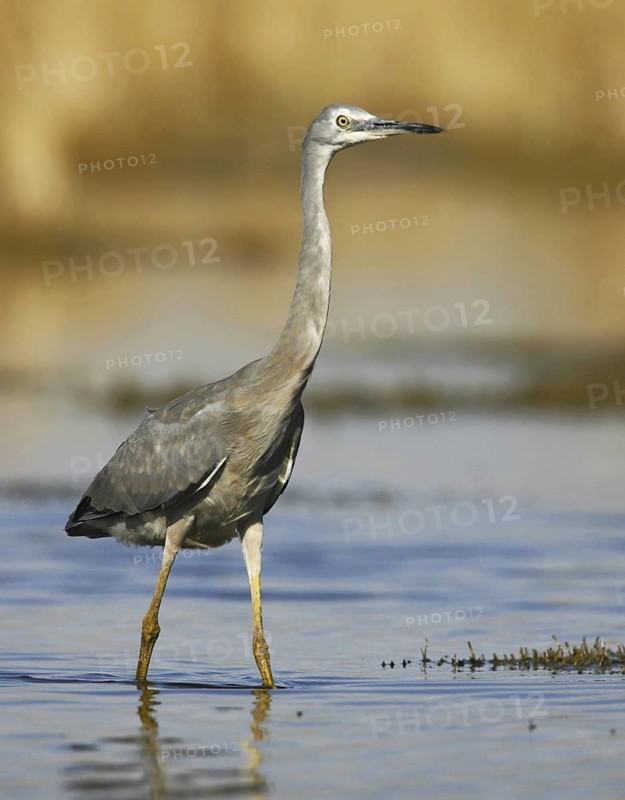 White-faced Heron (Egretta novaehollandiae), Victoria, Australia