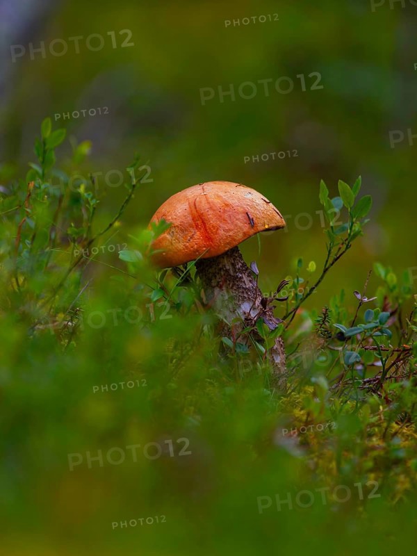 Photograph of a orange birch bolete (Leccinum versipelle), aspen red cap, red cap, red bolete, portrait format, nature, nature photography, nature photograph, hidden, deciduous forest red cap, mushroom, heather (Erica), portrait format, bilberry (Vaccinium myrtillus), Tynset, Innlandet, Norway