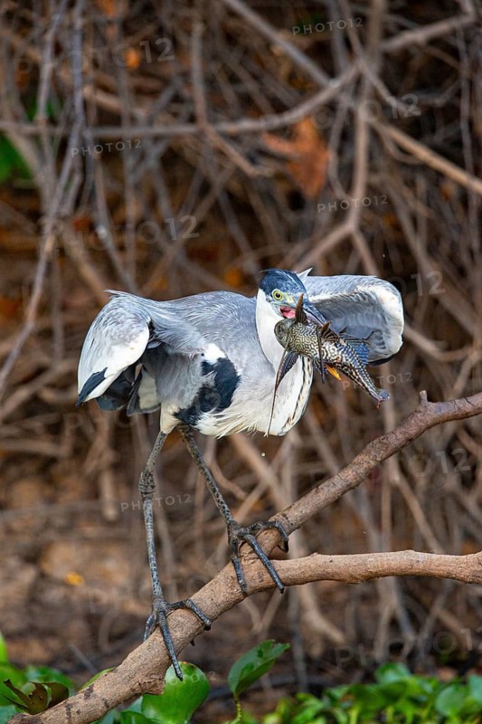 Cocoi Heron (Ardea cocoi) Pantanal Brazil