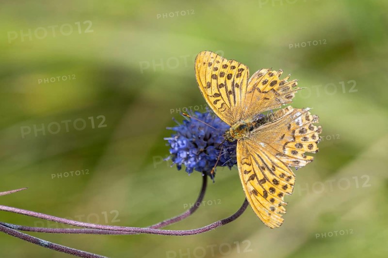 Emperor Cloak (Argynnis paphia) with damaged wings, Bavarian Alps, Bavaria, Germany