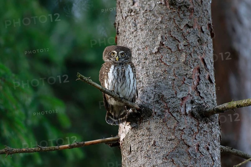 Eurasian Pygmy Owl (Glaucidium passerinum), Saxony, Germany