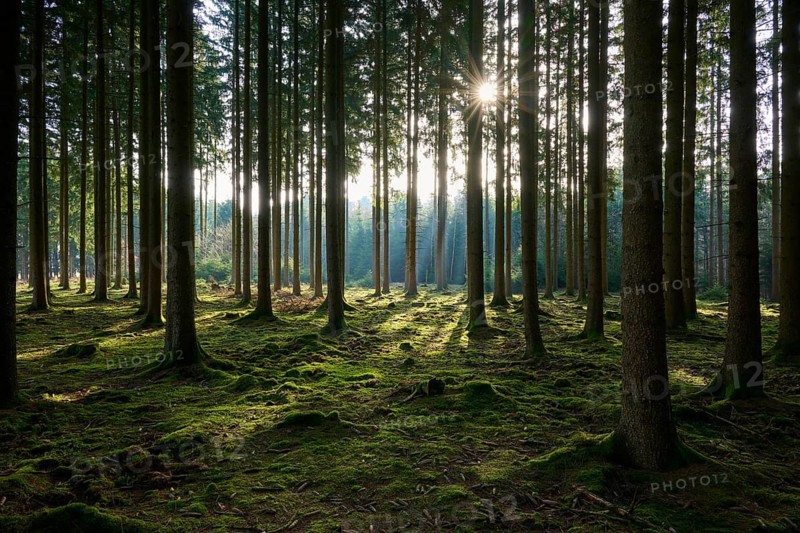 Bright forest with sunlight shining through the trees on the mossy ground, a quiet scene, Mudau, Odenwald, Baden-Württemberg, Germany