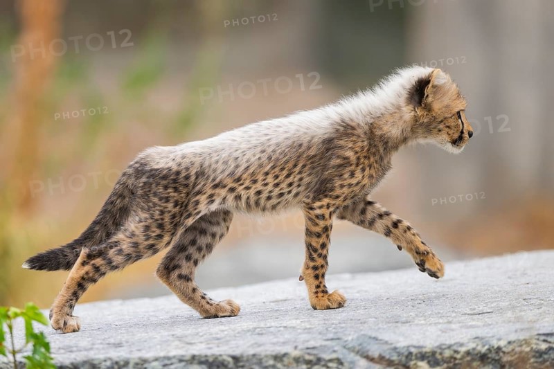 Cheetah (Acinonyx jubatus) youngster walking on a rock, captive, occurrence Africa