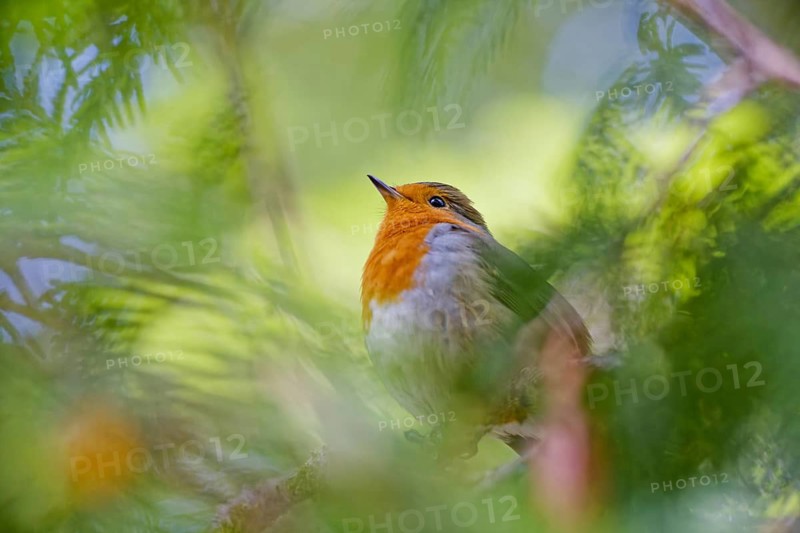 European robin (Erithacus rubecula) resting on branch surrounded by soft green foliage, Germany