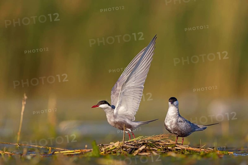 White-bearded Tern, White-bearded Tern, (Chlidonias hybridus), (Chlidonias hybrida), Marsh Tern family, biotope, habitat, foraging, pair at nest, East Khawr Khawr Ad Dahariz, Salalah, Dhofar, Oman