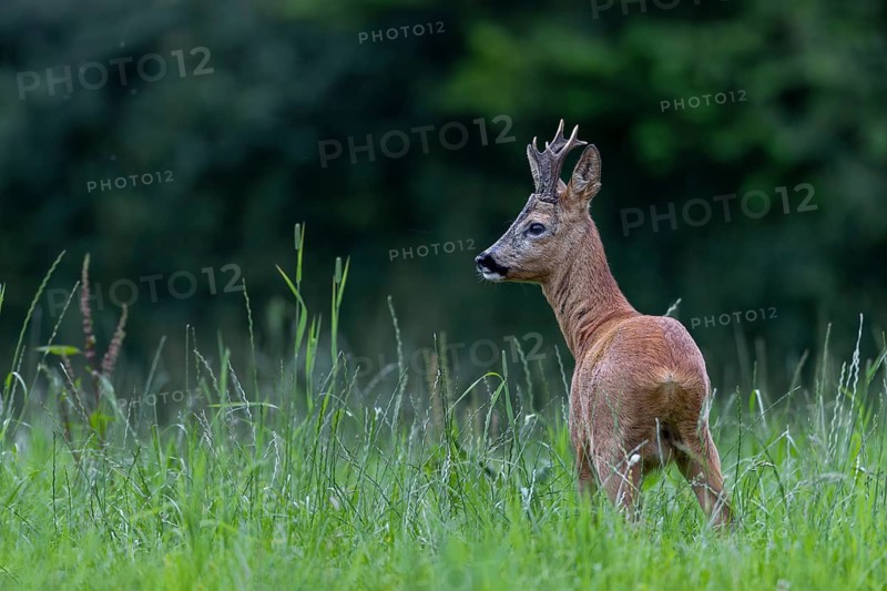 The rut has just begun and the roebuck (Capreolus capreolus) looks very determined, leaf time, mating season, July, Germany