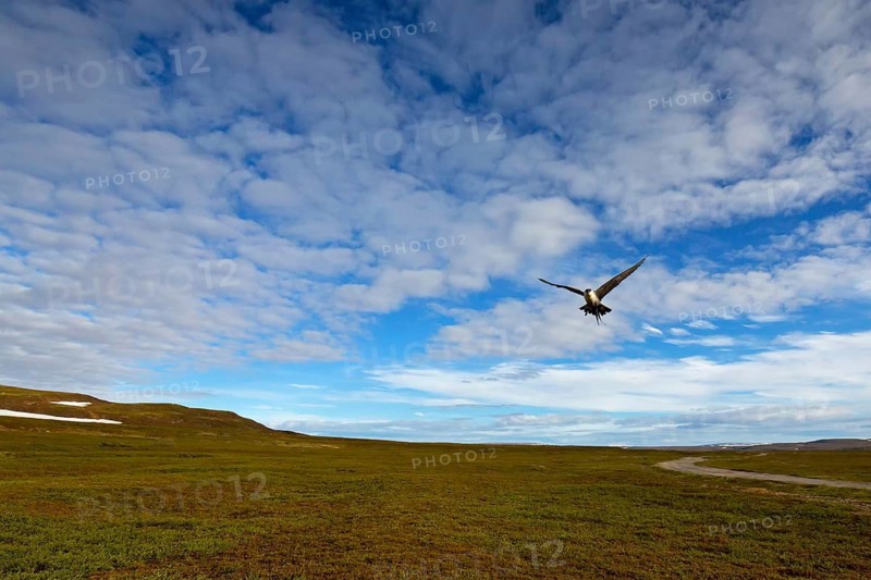 Falkenraubmöwe, Long-tailed Skua, Long-tailed Jaeger, Stercorarius longicaudus, Labbe à longue queue, Págalo Rabero