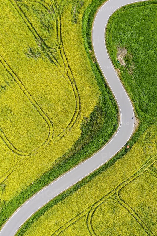 Aerial view of the winding serpentine road between blossoming rapeseed fields from Reifland to Rauenstein, Pockau-Lengefeld, Erzgebirge, Saxony, Germany