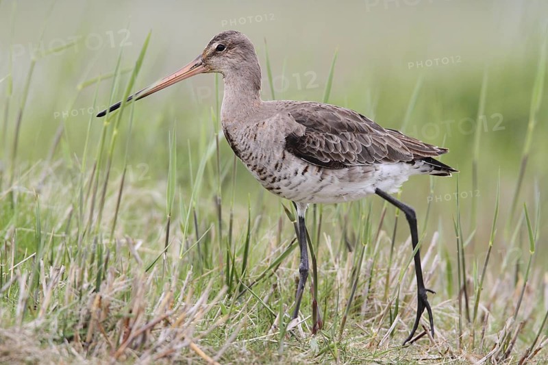 Black-tailed Godwit (Limosa limosa), Texel, Netherlands