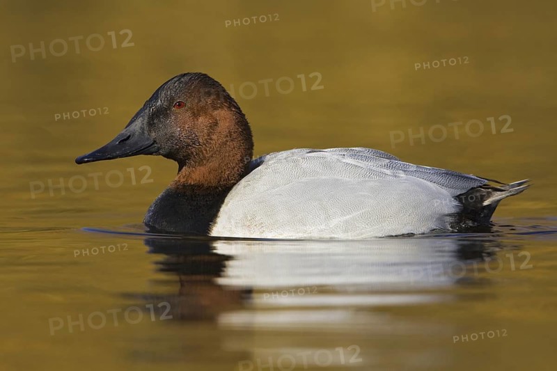 Canvasback (Aythya valisineria) male, British Columbia, Canada