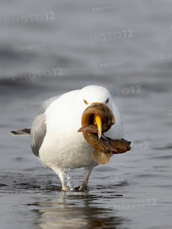 European Herring Gull (Larus argentatus) with Viviparous eelpout (Zoarces viviparous) prey in its beak, Smaland, Sweden