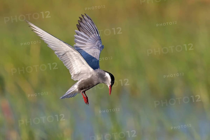 White-bearded Tern, (Chlidonias hybridus, Chlidonias hybrida, family of terns, flight, biotope, habitat, foraging, prey, dive, hunting fish, Lake Neusiedl, Illmitz, Burgenland, Austria