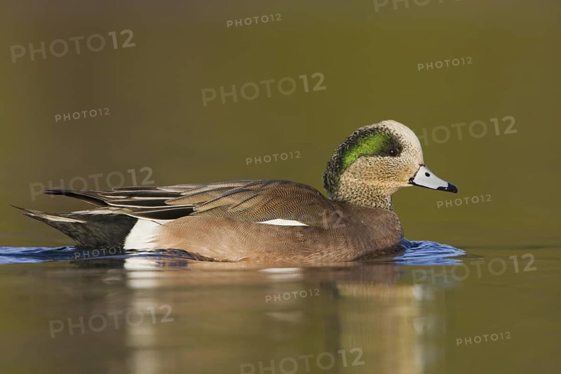 American Wigeon (Mareca americana) male, British Columbia, Canada
