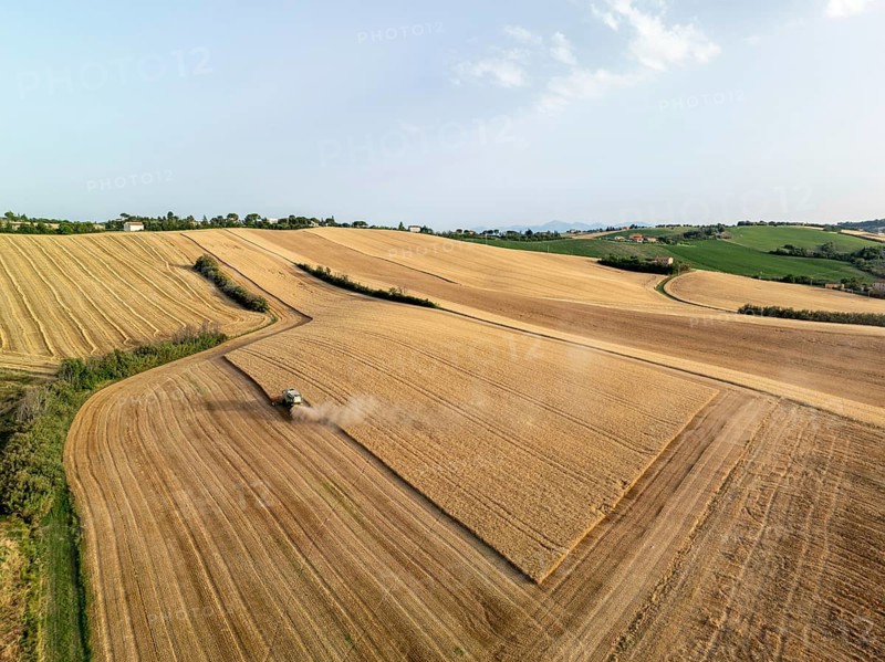 Aerial view of golden wheat fields in Macerata, Italy, during harvest season. A combine harvester is seen working, creating dust trails under the clear sky