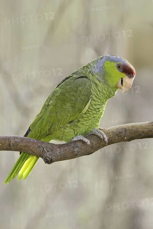Lilac-crowned Amazon (Amazona finschi), Arizona, USA