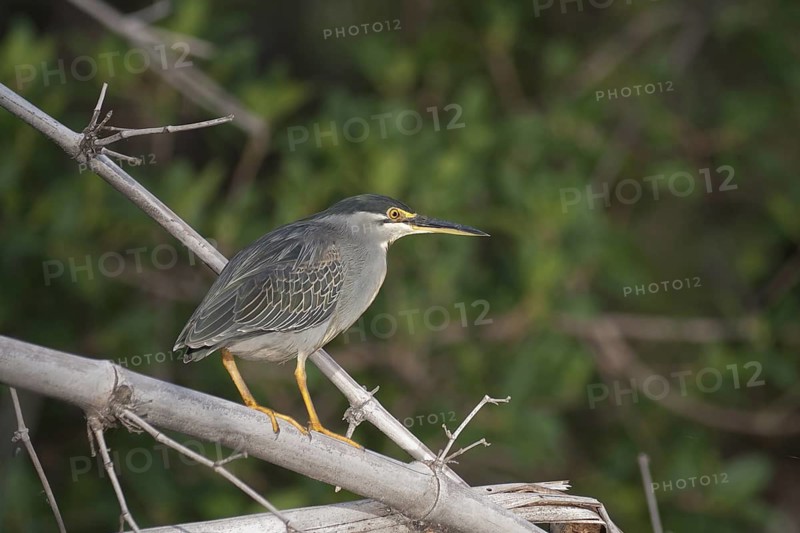 Striated Heron (Butorides striata), Okavango Delta, Botswana