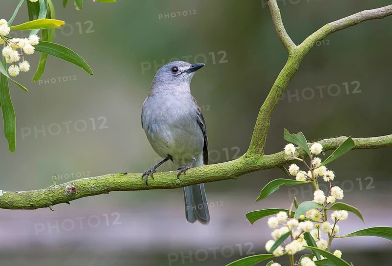 Grey Shrikethrush (Colluricincla harmonica), Victoria, Australia