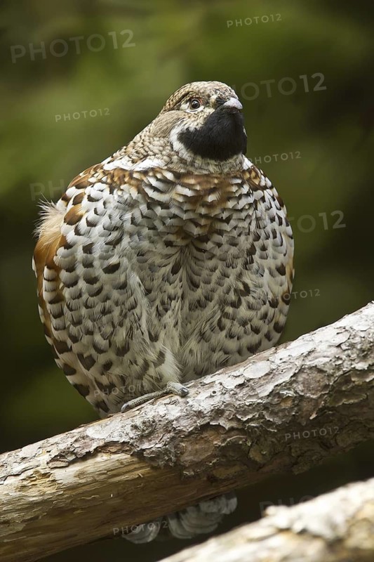 Hazel Grouse (Tetrastes bonasia) male